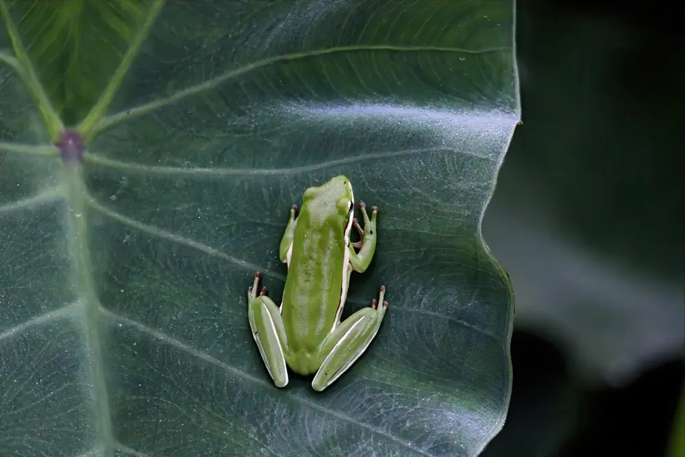 Amerikanischer Laubfrosch (Dryophytes cinereus)