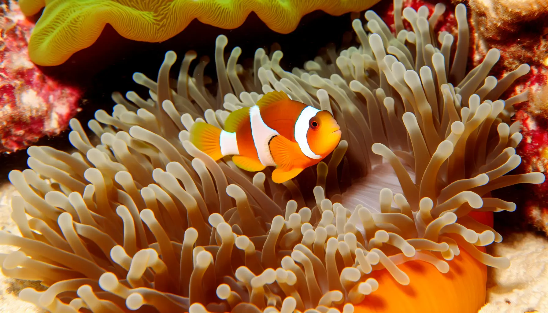 Anemonenfische: Symbiose und Pflege