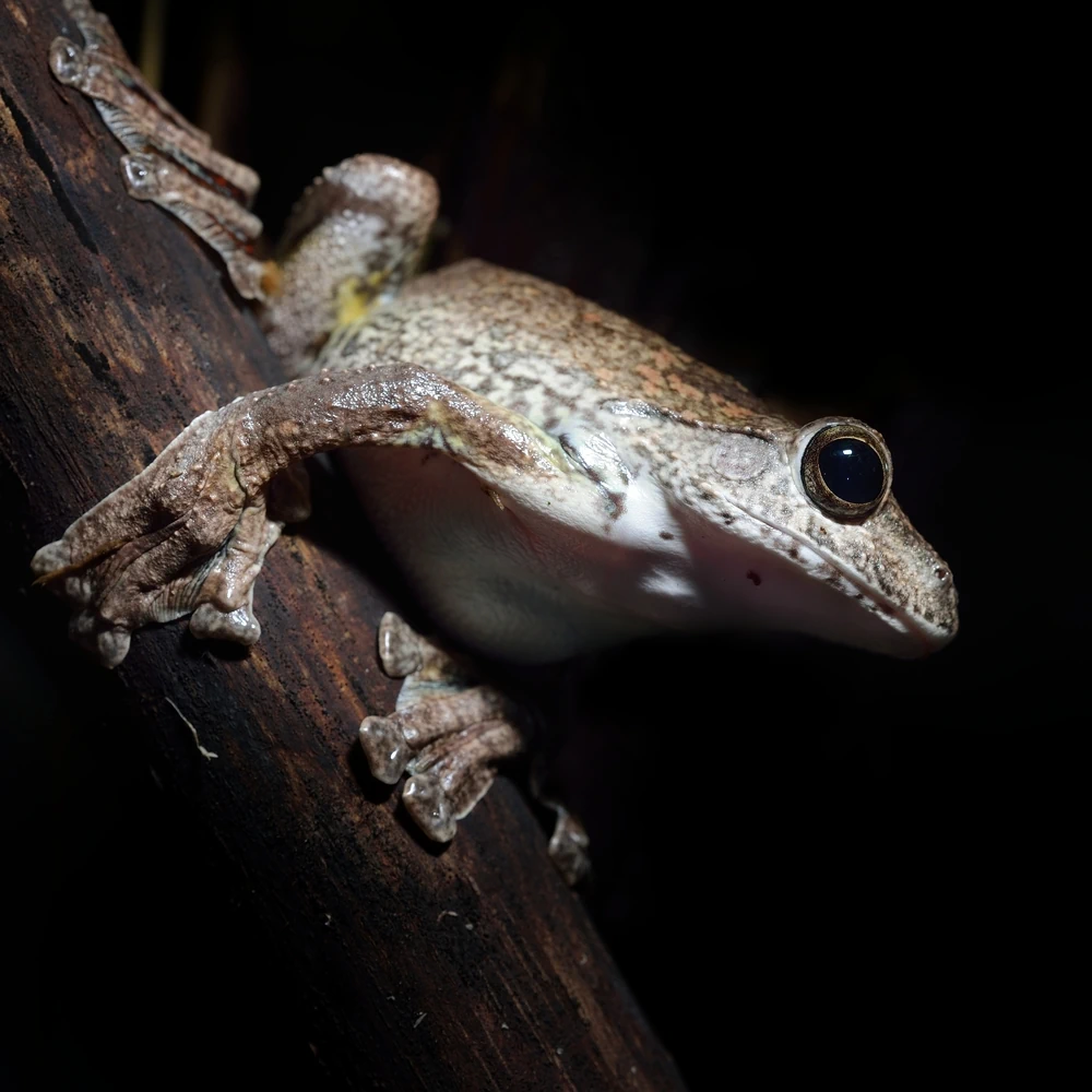 Annam-Laubfrosch (Rhacophorus annamensis)
