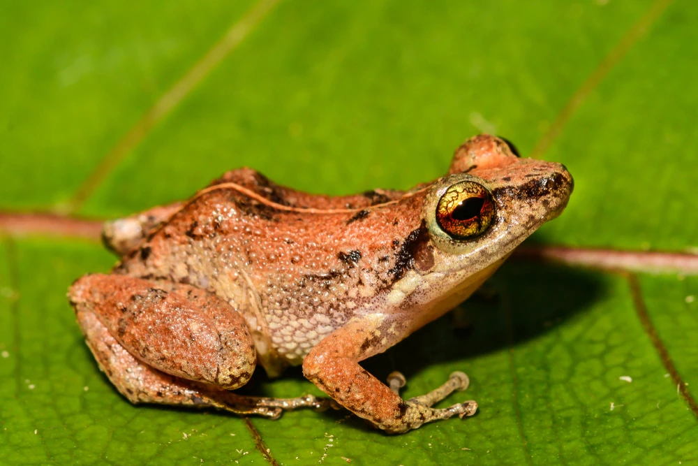 Antillen-Pfeiffrosch (Eleutherodactylus johnstonei)