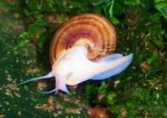 Apfelschnecke