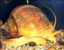 Apfelschnecke (P.canaliculata)