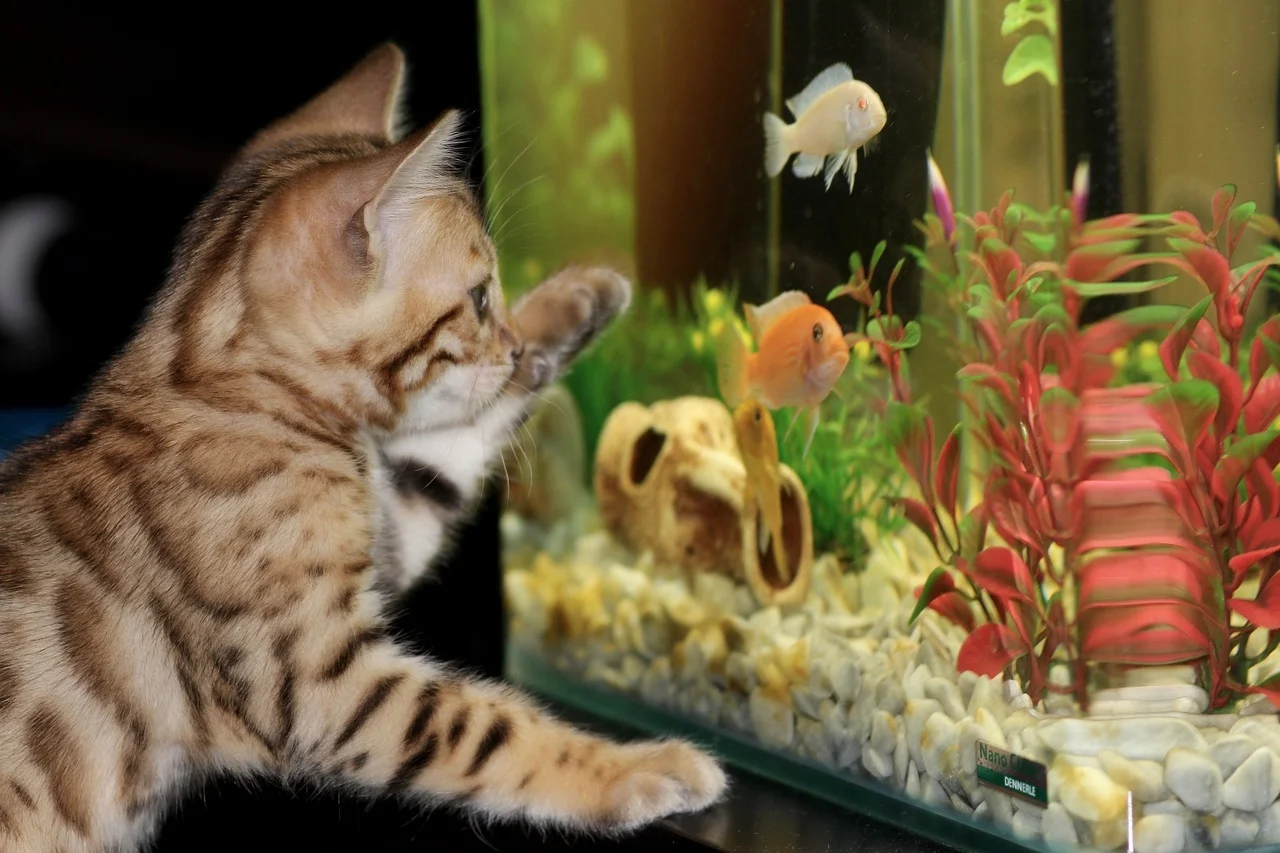 kitten, aquarium, bengal
