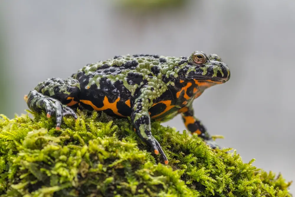 Asiatische Rotbauchunke (Bombina orientalis)