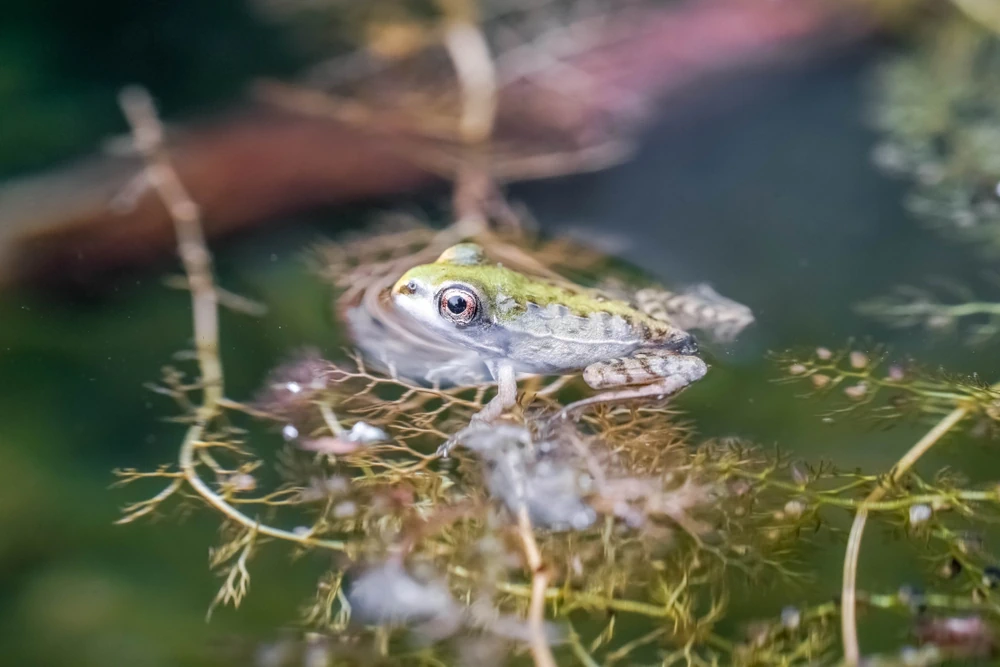 Asiatischer Goldfrosch (Pelophylax plancyi)