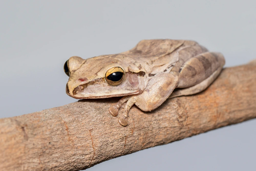 Asiatischer Goldlaubfrosch (Polypedates leucomystax)