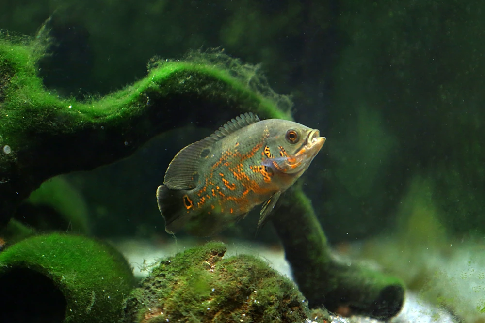 Augenfleckbuntbarsch (Astronotus ocellatus)