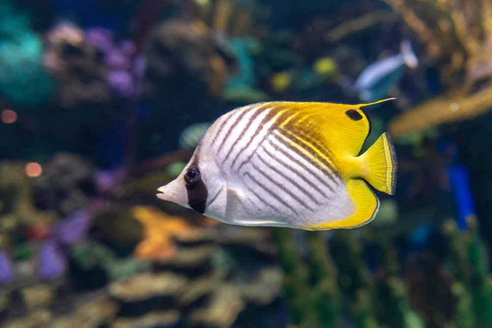 Auriga-Falterfisch (Chaetodon auriga)