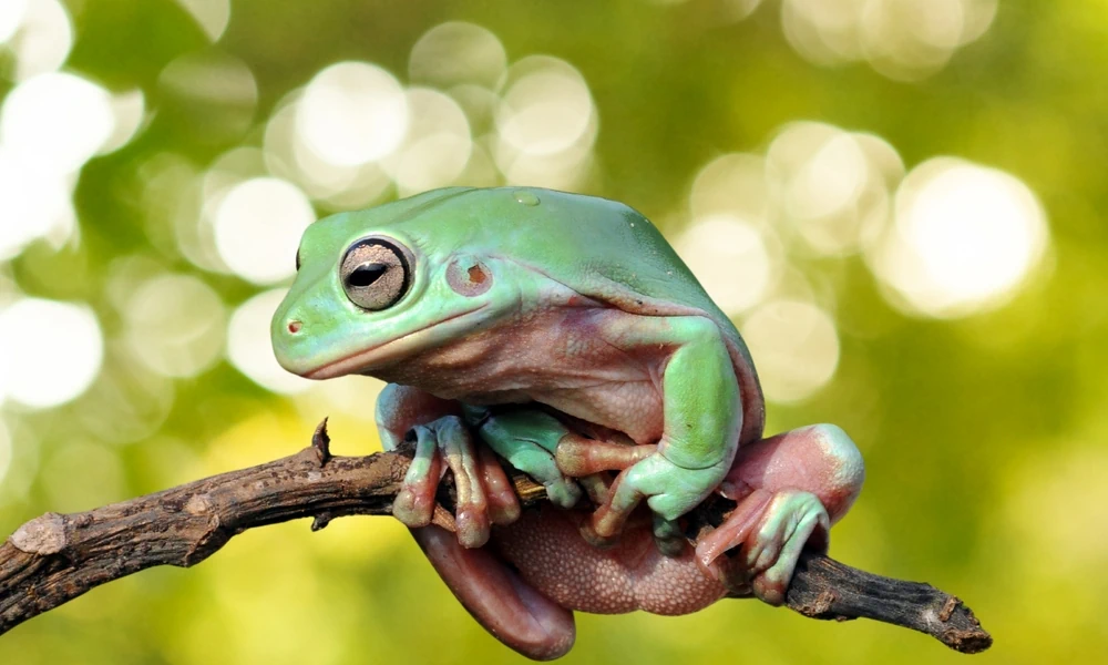 Australischer Laubfrosch (Litoria caerulea)