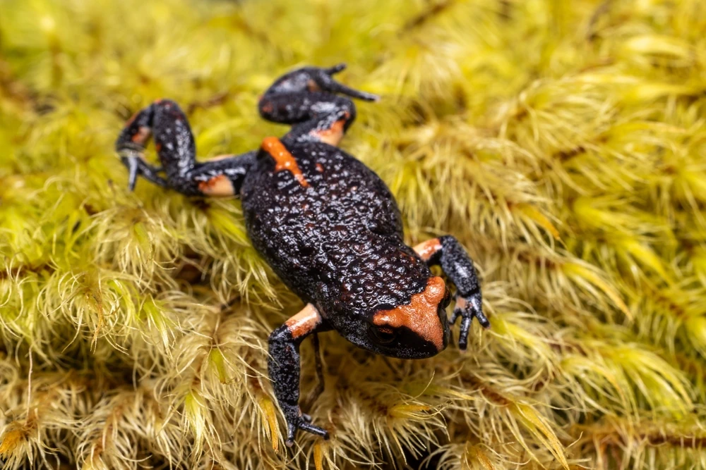 Australischer Pfeilgiftfrosch (Pseudophryne australis)