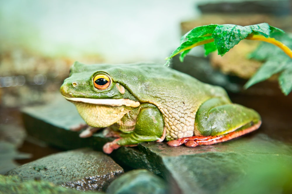 Australischer Riesenlaubfrosch (Litoria infrafrenata)