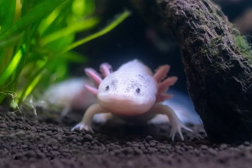 Axolotl (Ambystoma mexicanum)