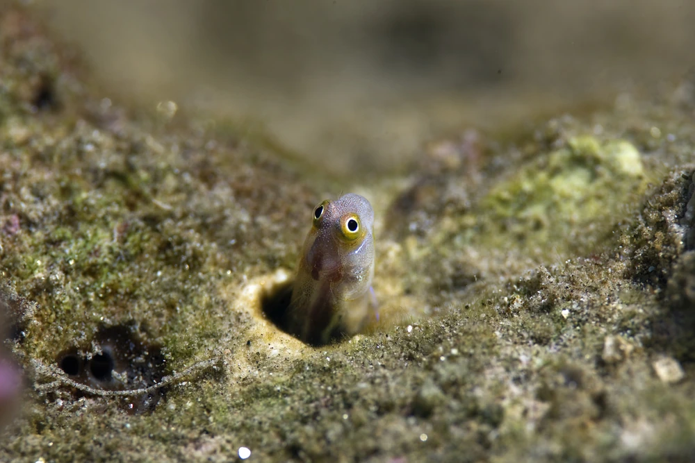 Bagger-Grundel (Valenciennea sexguttata)