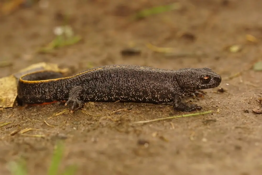 Balkan-Kammmolch (Triturus ivanbureschi)