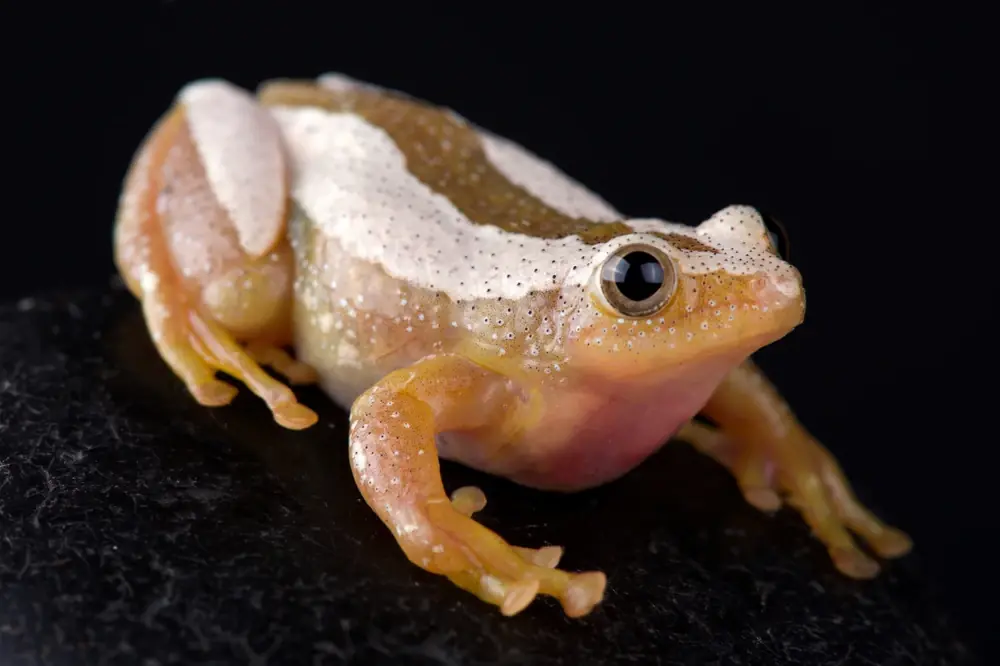 Bananenfrosch (Afrixalus fornasini)
