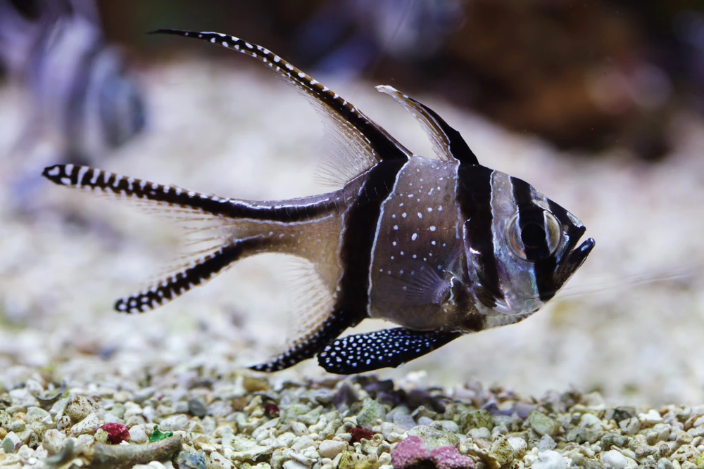 Banggai-Kardinalbarsch (Pterapogon kauderni)