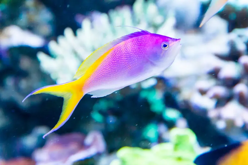 Bartletts Fahnenbarsch (Pseudanthias bartlettorum)