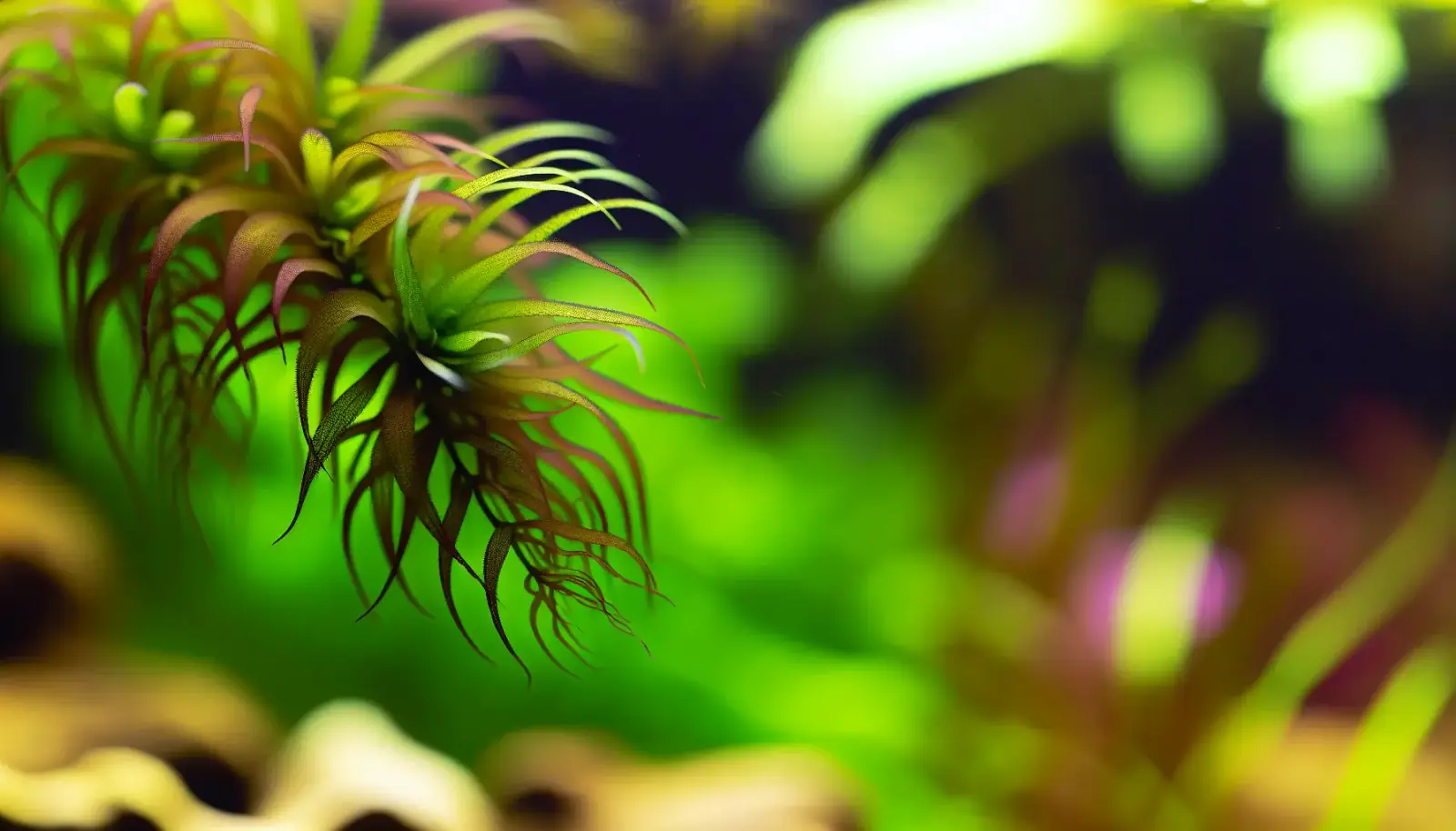 Beliebte Aquarienpflanzen für Einsteiger