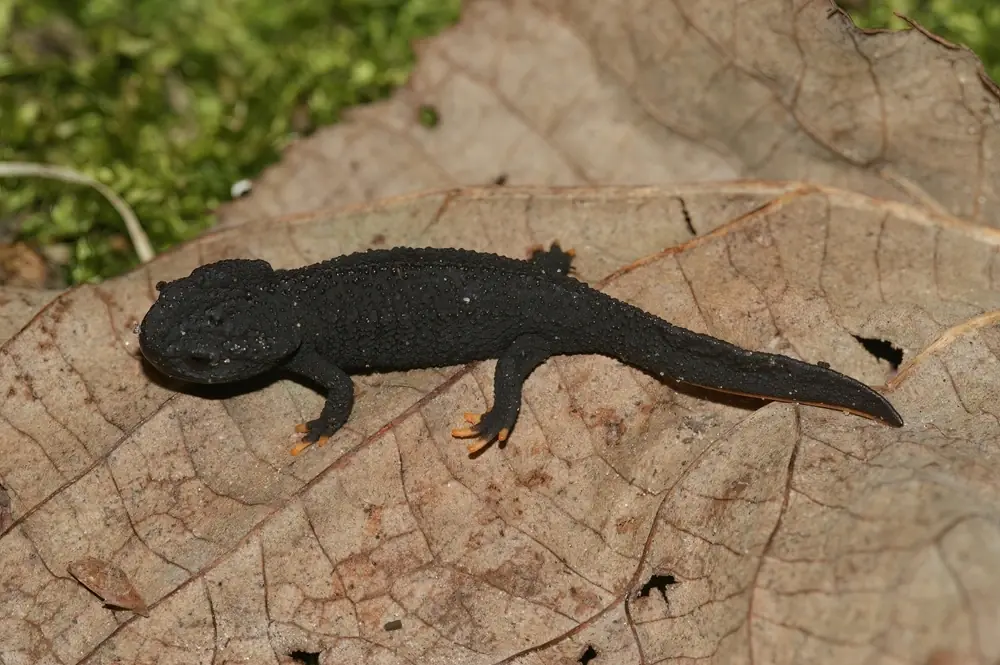 Bergbach-Molch (Echinotriton andersoni)