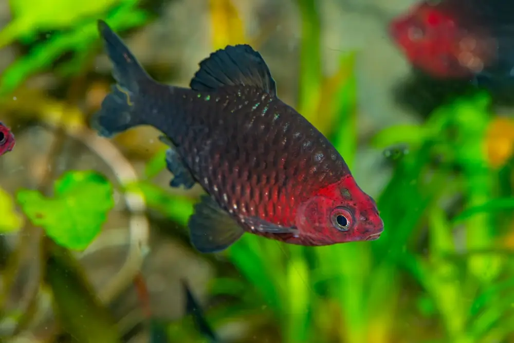 Bitterlingsbarbe (Pethia nigrofasciata)