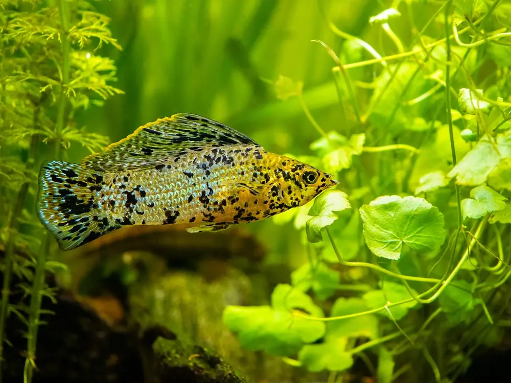 Black Molly (Poecilia latipinna)