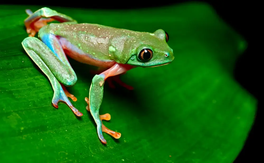 Blauaugen-Laubfrosch (Agalychnis annae)