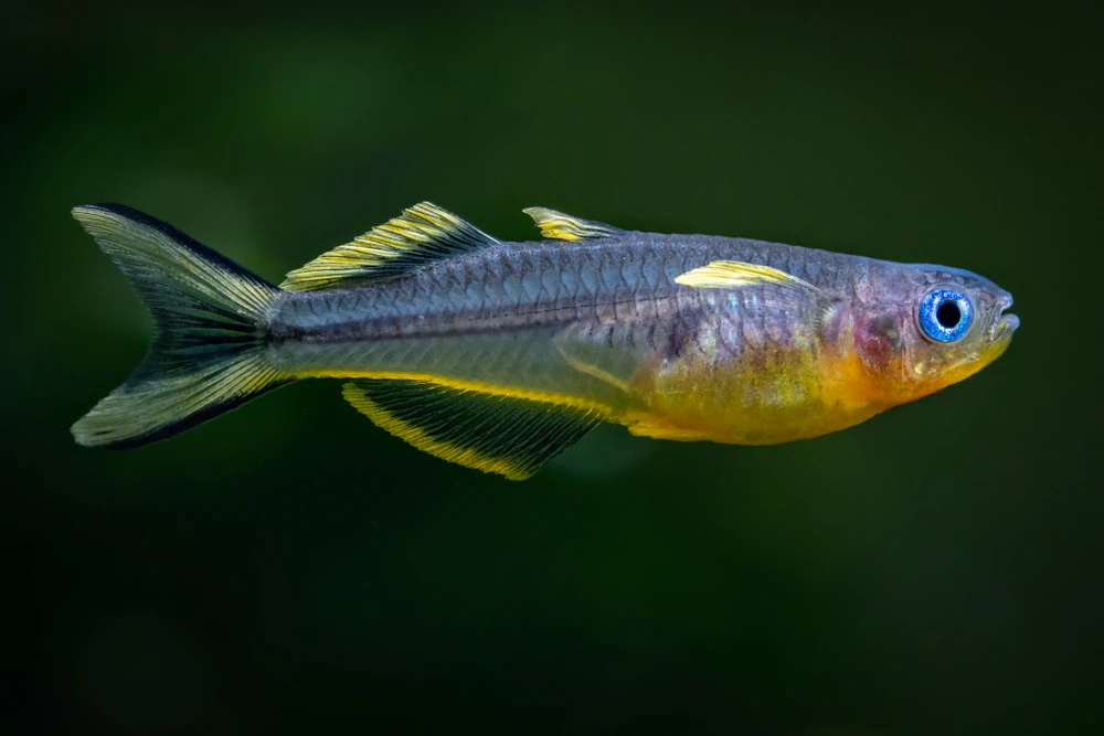 Blauaugen-Regenbogenfisch (Pseudomugil furcatus)