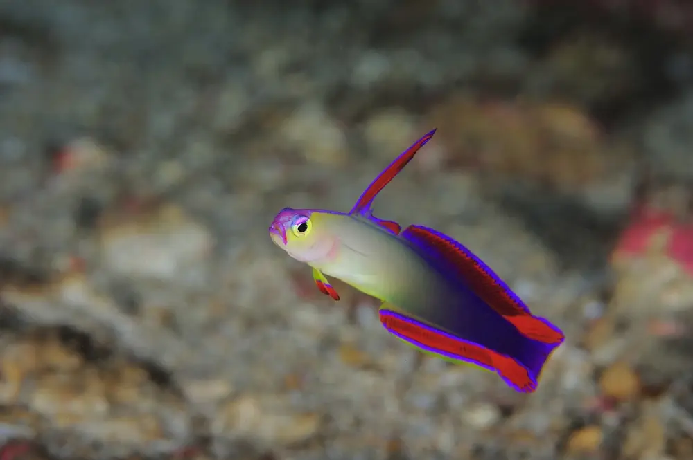 Blauer Band-Prachtgrundel (Nemateleotris decora)
