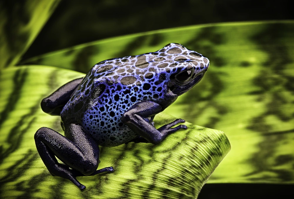 Blauer Baumsteiger (Dendrobates azureus)