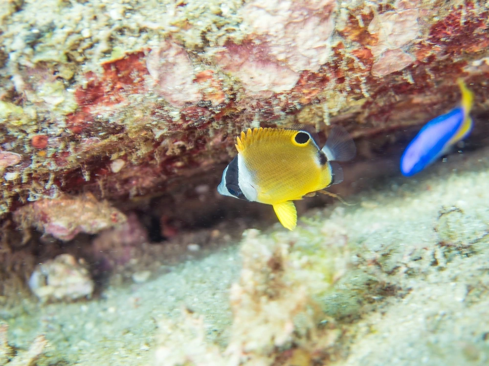 Blauer Damselfisch (Pomacentrus coelestis)