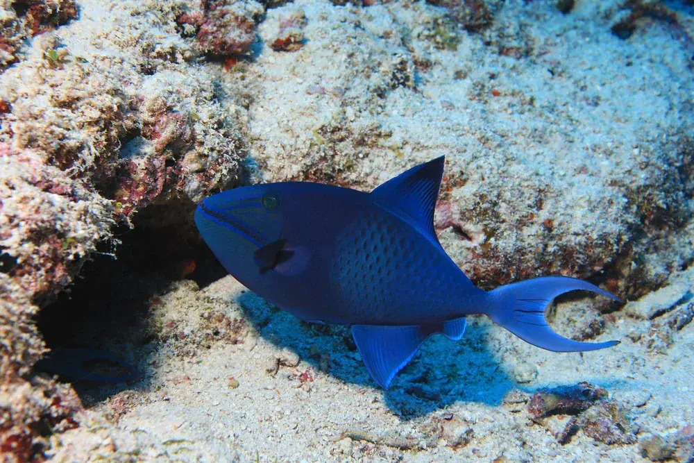 Blauer Drückerfisch (Odonus niger)