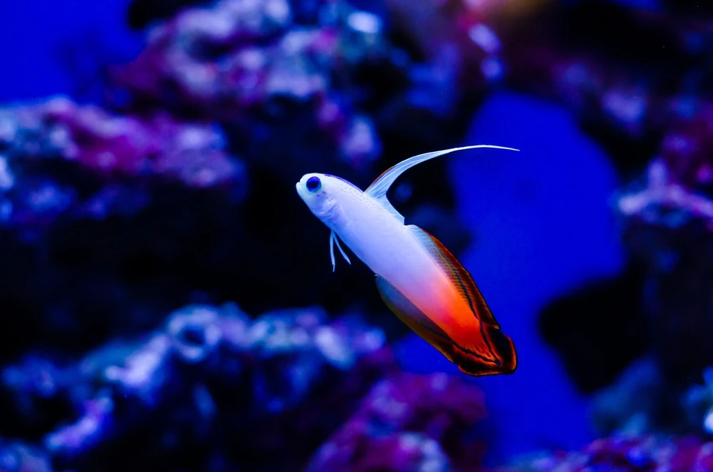 Blauer Fadenfisch (Nemateleotris magnifica)