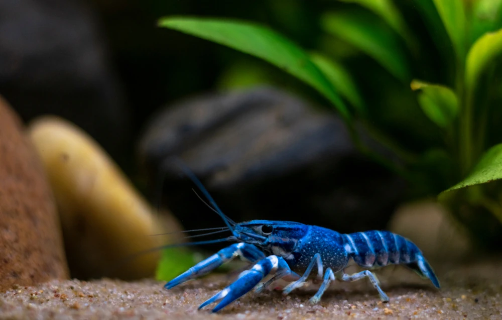 Blauer Floridakrebs (Procambarus alleni)