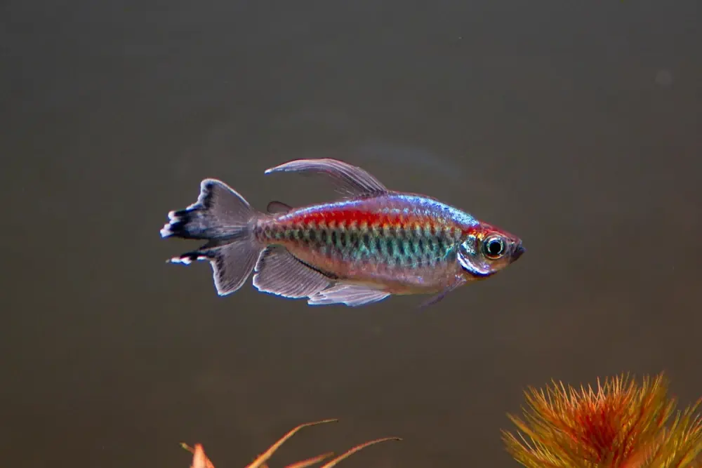 Blauer Kongosalmler (Phenacogrammus interruptus)