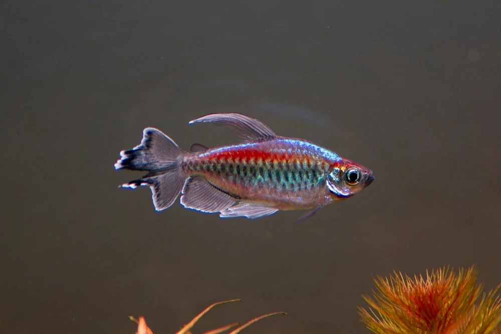 Blauer Kongosalmler (Phenacogrammus interruptus)