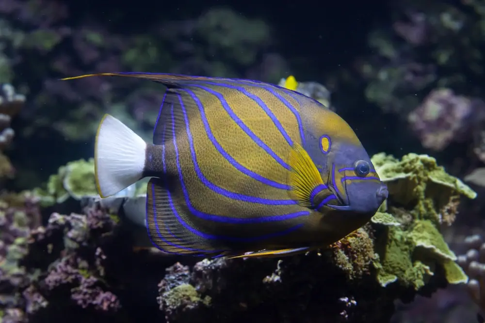 Blauer Linien-Kaiserfisch (Pomacanthus annularis)