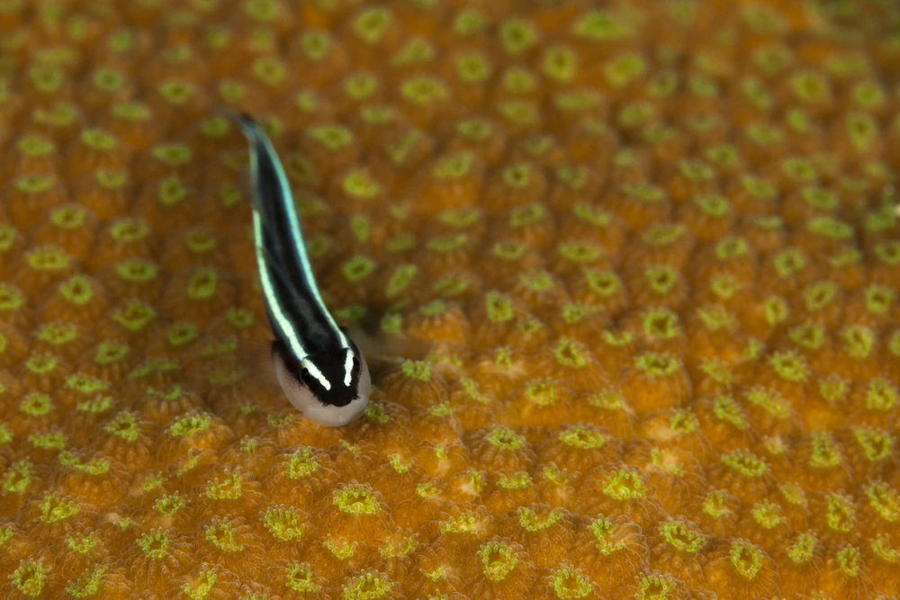 Blauer Neon-Grundel (Elacatinus oceanops)