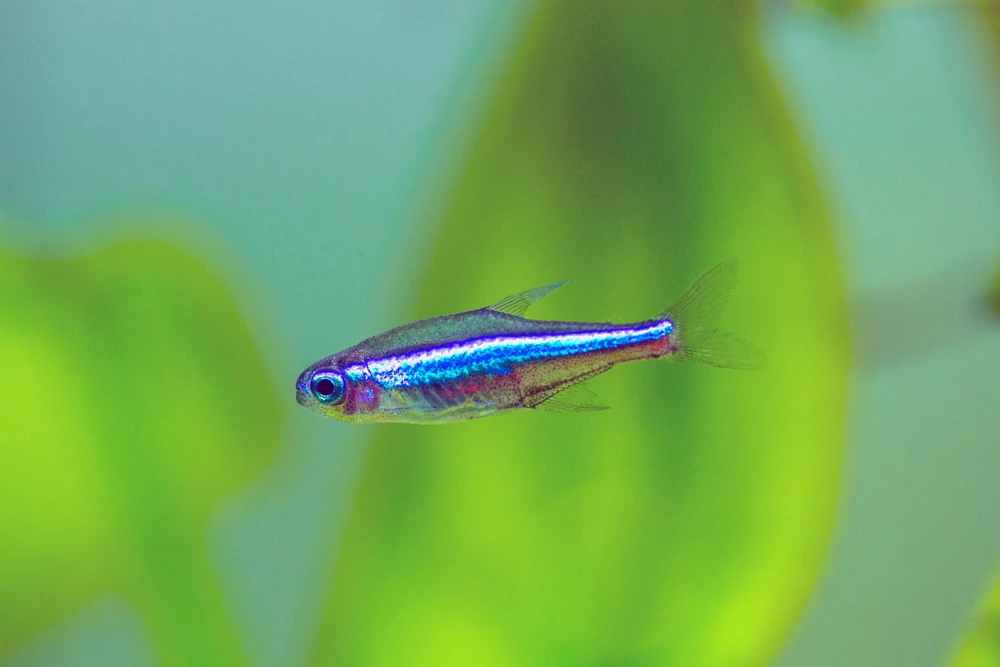 Blauer Neon (Paracheirodon simulans)