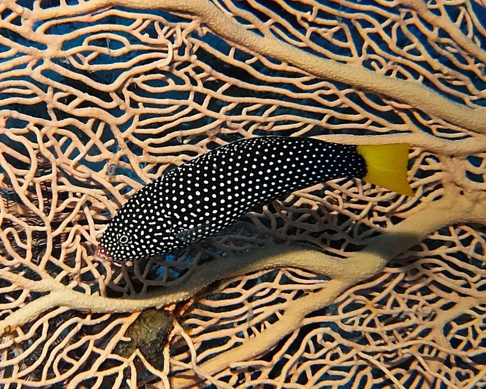 Blauflecken-Lippfisch (Anampses meleagrides)