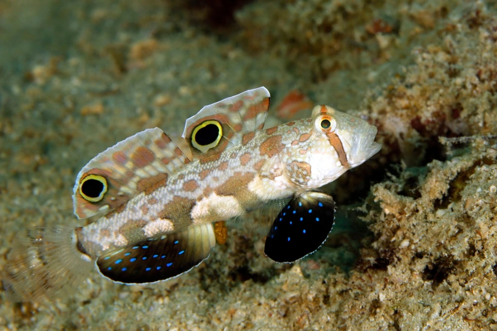 Blaupunkt-Grundel (Signigobius biocellatus)