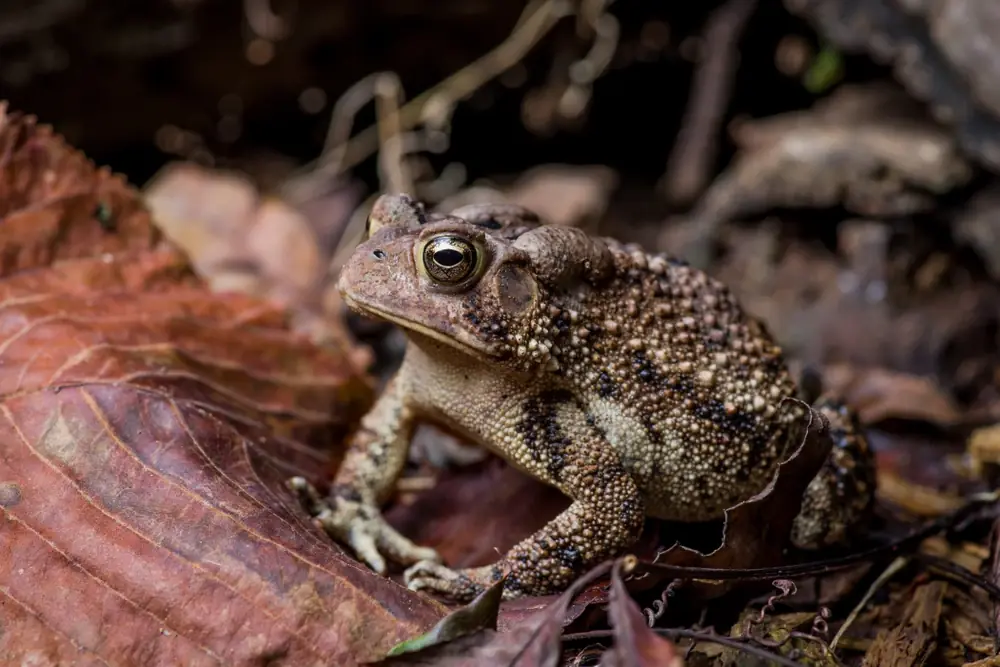 Blaupunkt-Kröte (Anaxyrus americanus)