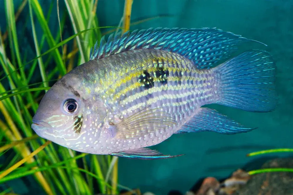 Blaupunktbuntbarsch (Andinoacara pulcher)