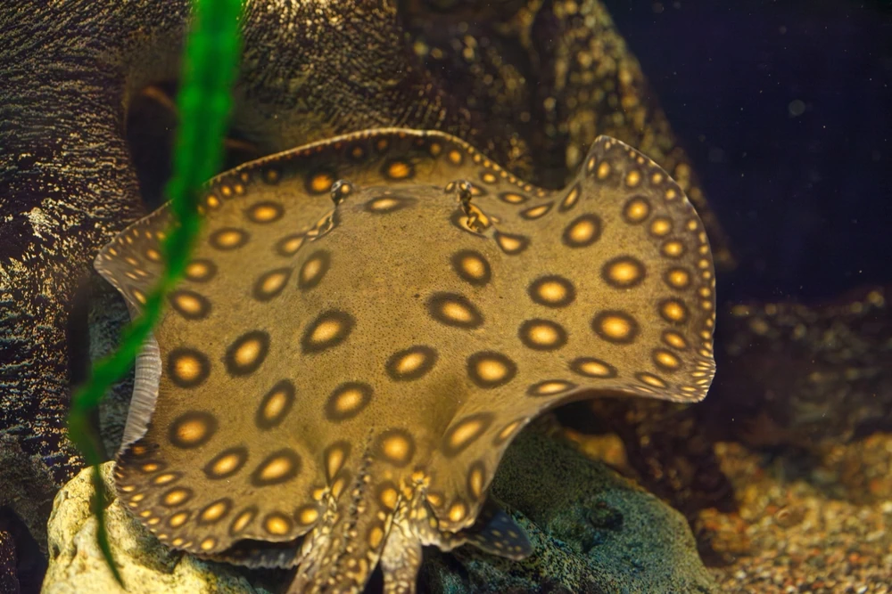 Blaupunktrochen (Potamotrygon motoro)