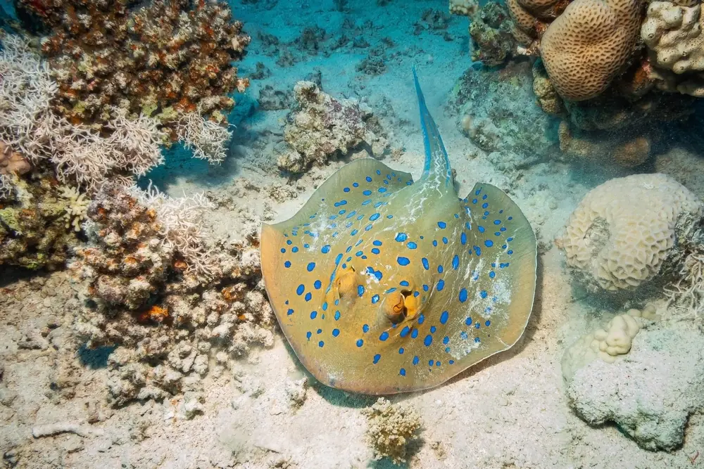 Blaupunktrochen (Taeniura lymma)