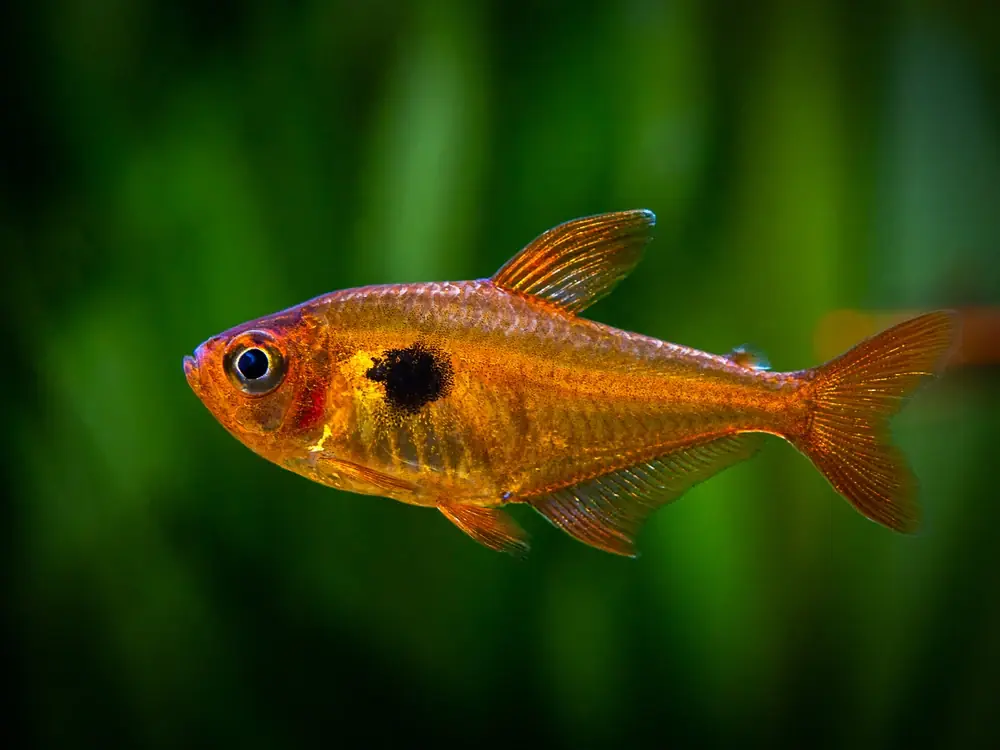 Blutsalmler (Hyphessobrycon eques)