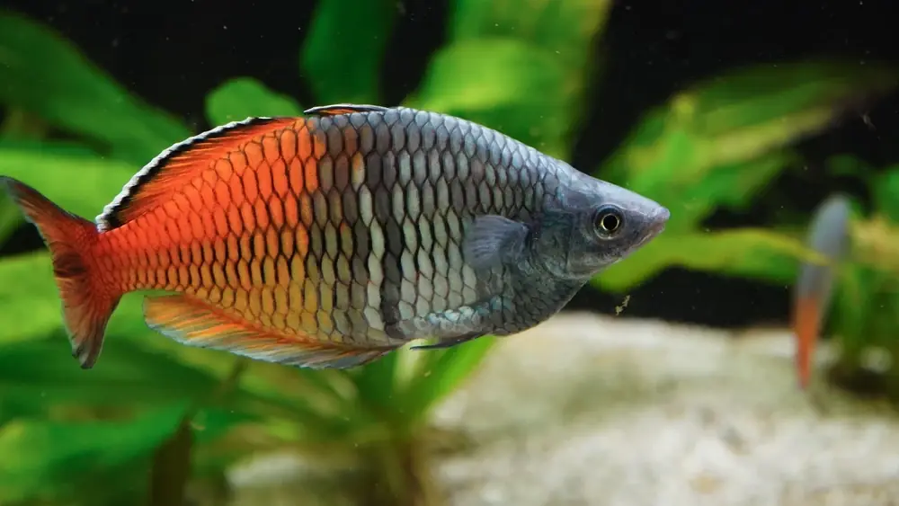 Boesemans Regenbogenfisch (Melanotaenia boesemani)
