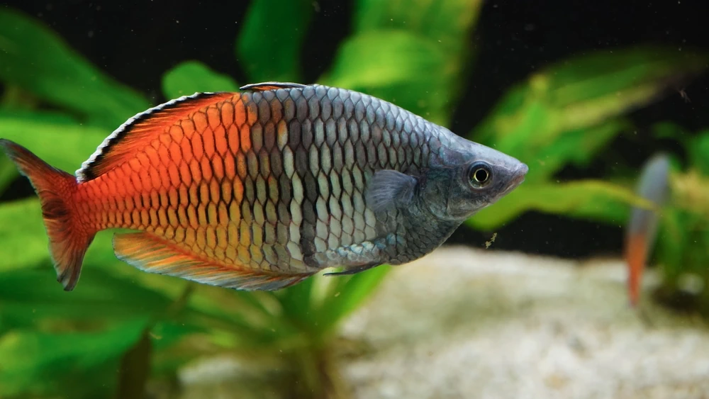 Boesemans Regenbogenfisch (Melanotaenia boesemani)