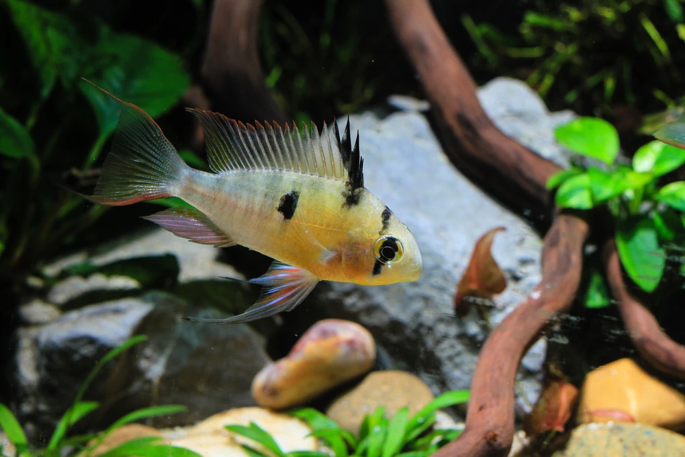Bolivianischer Schmetterlingsbuntbarsch (Mikrogeophagus altispinosus)