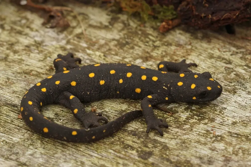 Bolkar-Molch (Neurergus strauchii strauchii)