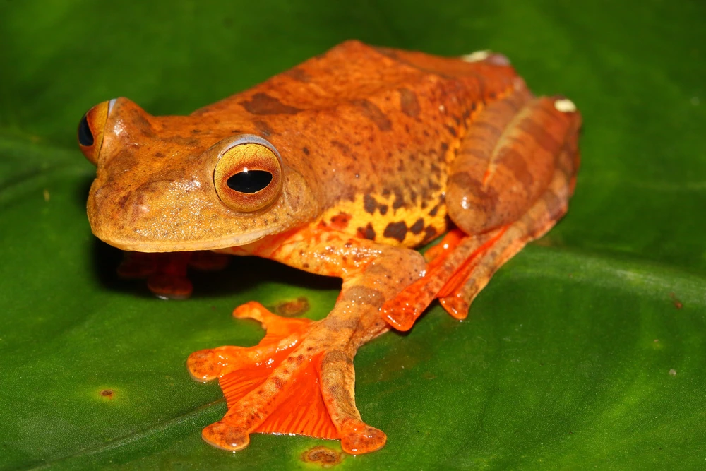 Borneo-Flugfrosch (Rhacophorus pardalis)